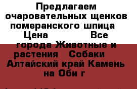 Предлагаем очаровательных щенков померанского шпица › Цена ­ 15 000 - Все города Животные и растения » Собаки   . Алтайский край,Камень-на-Оби г.